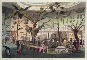 Musée de Bullock (gravure en couleur)